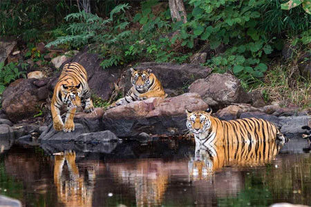 Panna national park