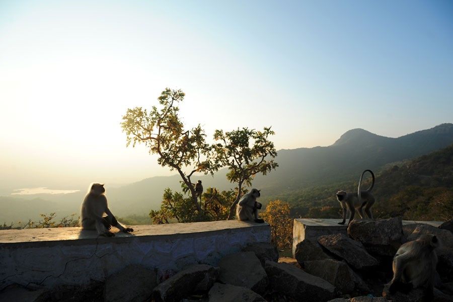 Mount Abu wild life sanctuary