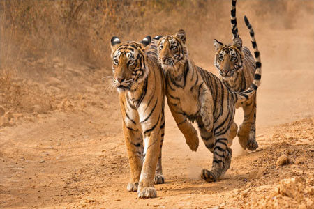 Ranthambore national park