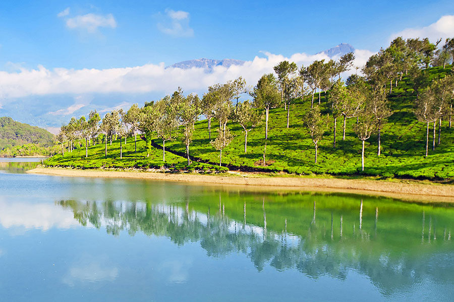 Tea plantation in Munnar