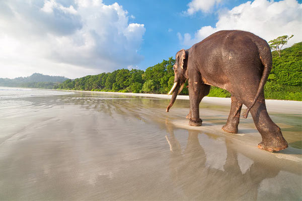 Elephant beach