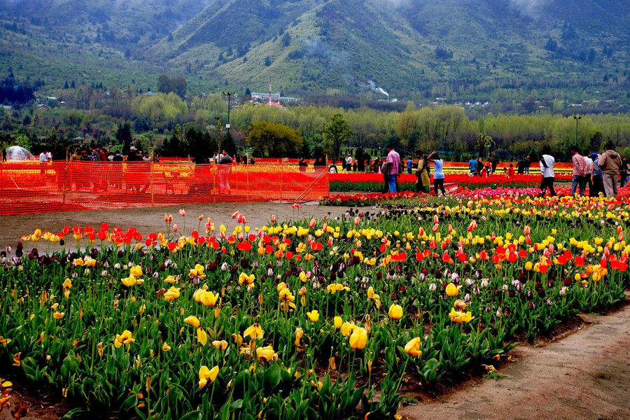 EXPLORE TULIP GARDEN KASHMIR PACKAGE