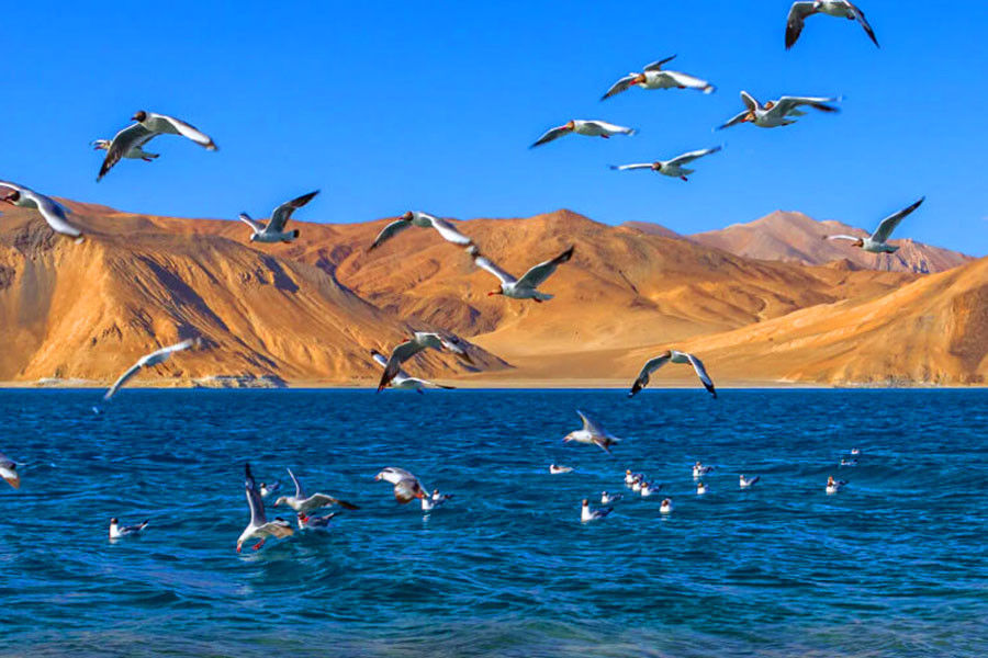 Birdwatching Wildlife Trek Tour in Ladakh