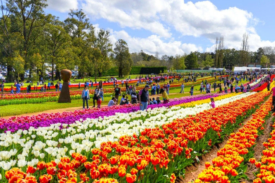 Amazing Kashmir Tulip Festival Package