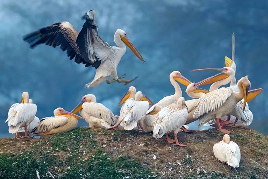 Golden Triangle with Birds