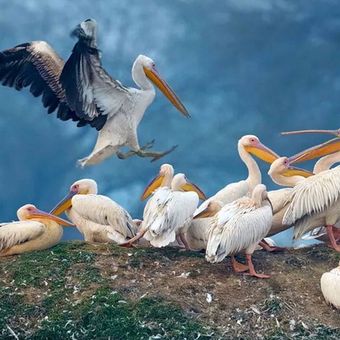 Golden Triangle with Birds