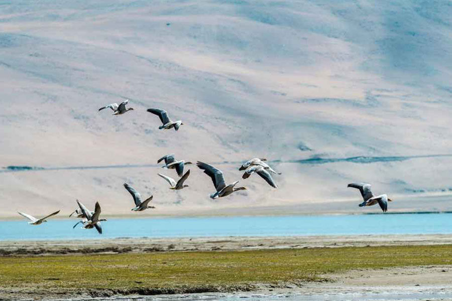 Bird Watching Tour in Ladakh