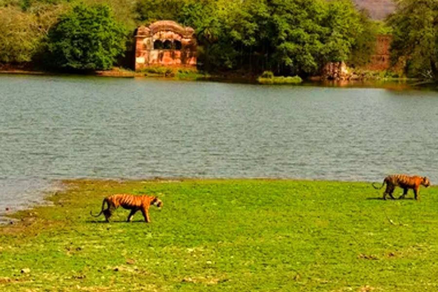 Golden Triangle With Royal Safari