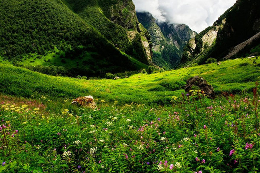 Tour for Valley of Flowers in Ladakh