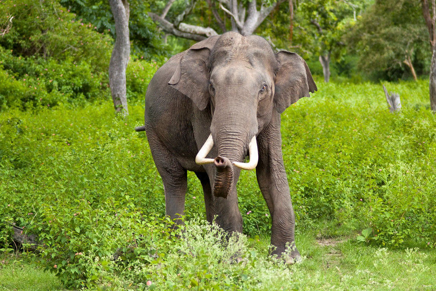 Weekend Tour of Bandipur