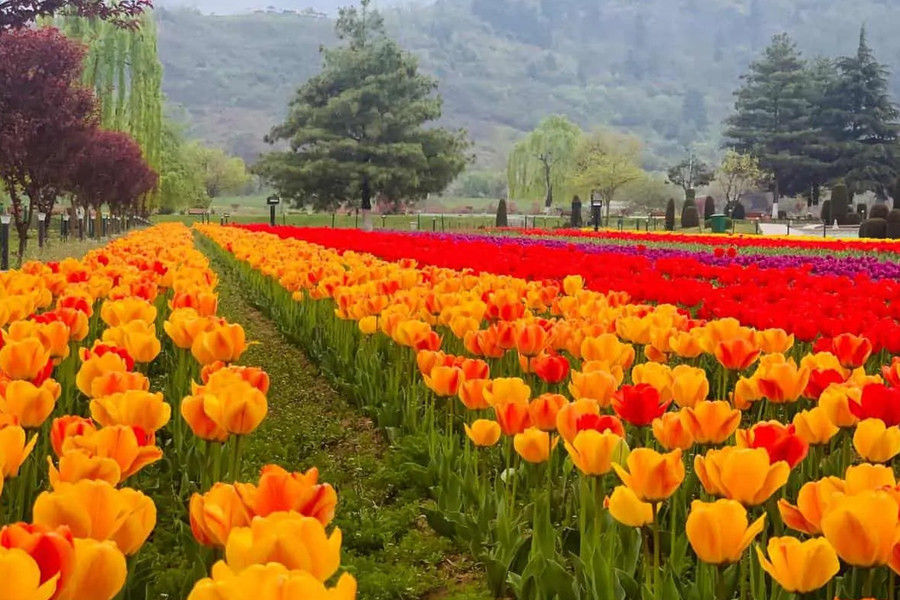 ESPECIAL TULIP GARDEN KASHMIR PACKAGE