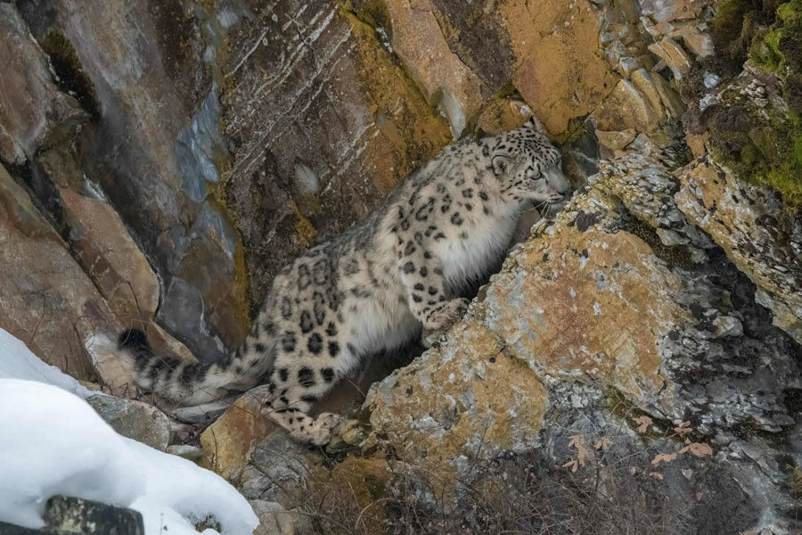 Ladakh Snow Leopard Trek Tour