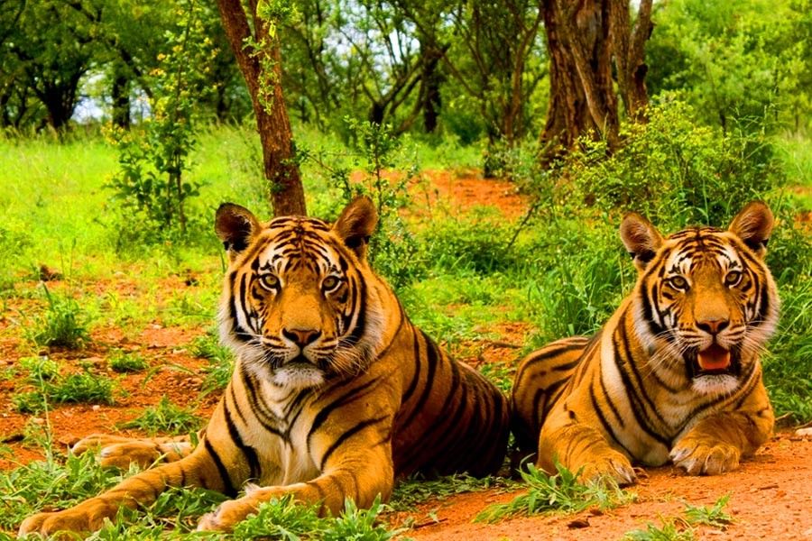 Golden Triangle With Sariska And Bharatpur