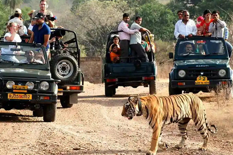 Delhi to Sariska Short Tour