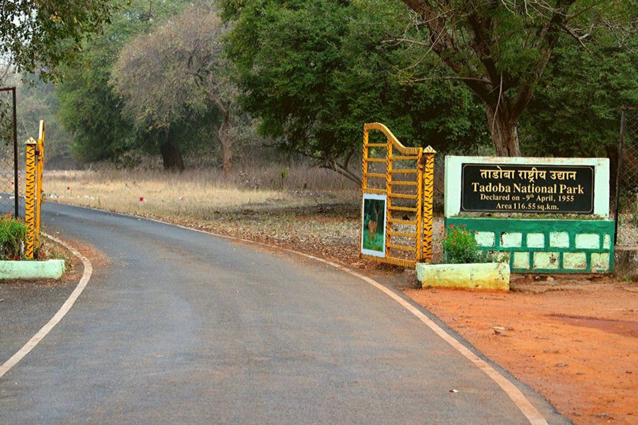 Weekend Tour from Nagpur to Tadoba