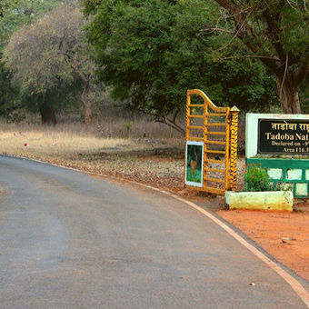 Weekend Tour from Nagpur to Tadoba