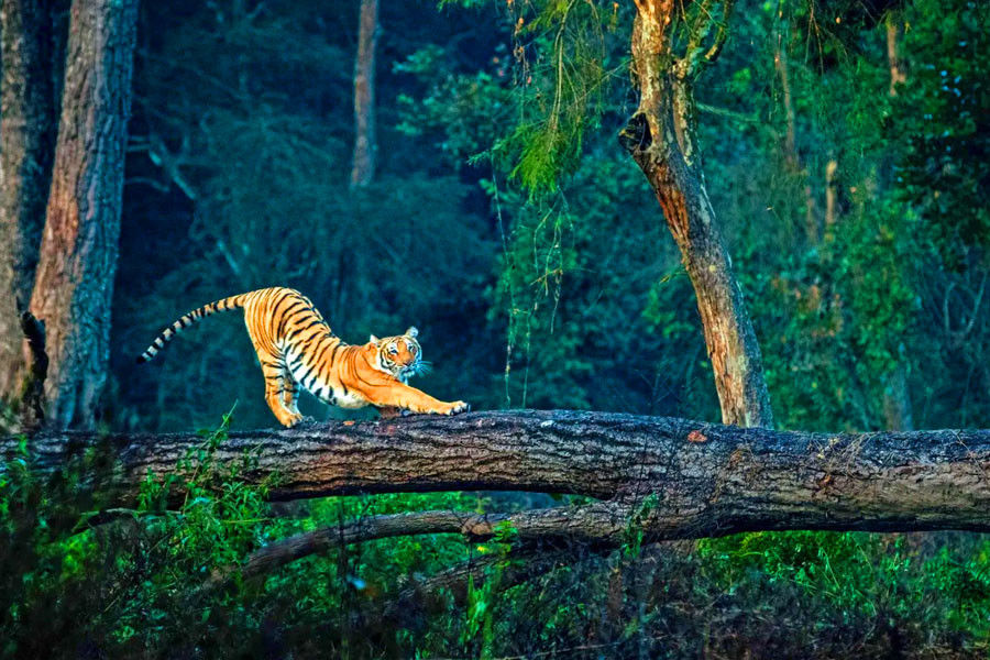 Corbett Safari Tour for Students
