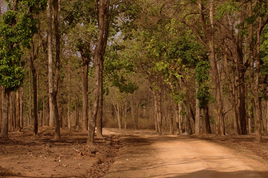Weekend Tour from Nagpur to Pench National Park