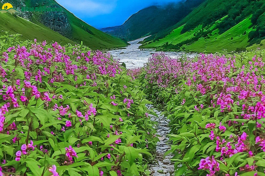 Trek to the Valley Of Flowers
