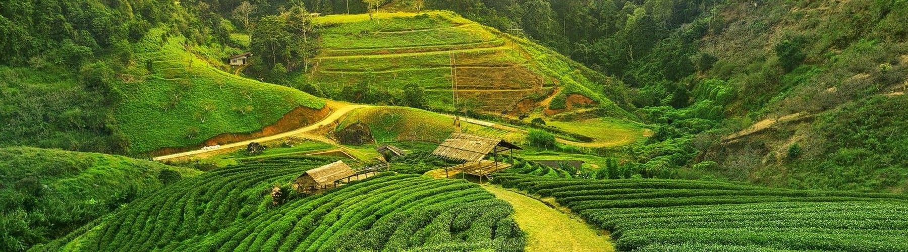Assam Tour