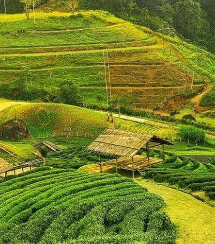 Assam Tour