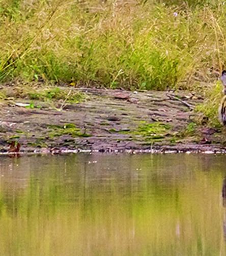 Bandhavgarh