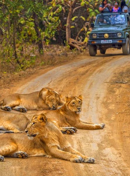 Gir National Park