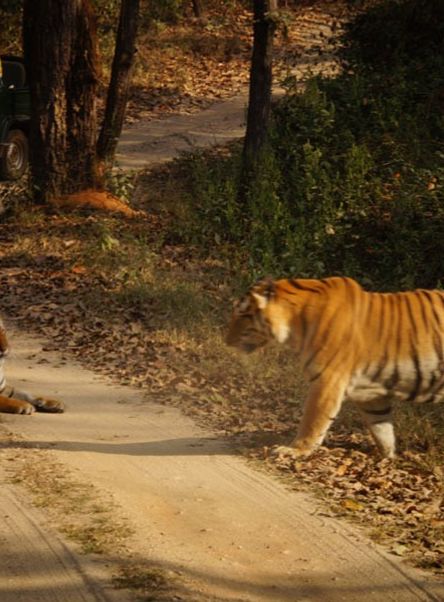 Kanha National Park