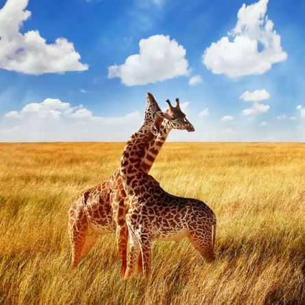 Africa