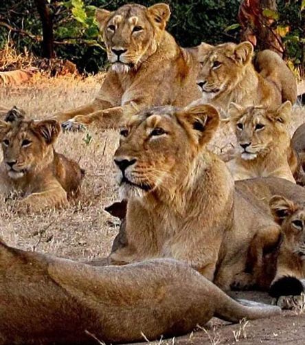 Gir National Park