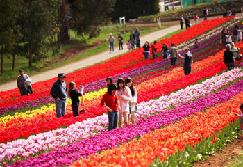 Festival In Kashmir