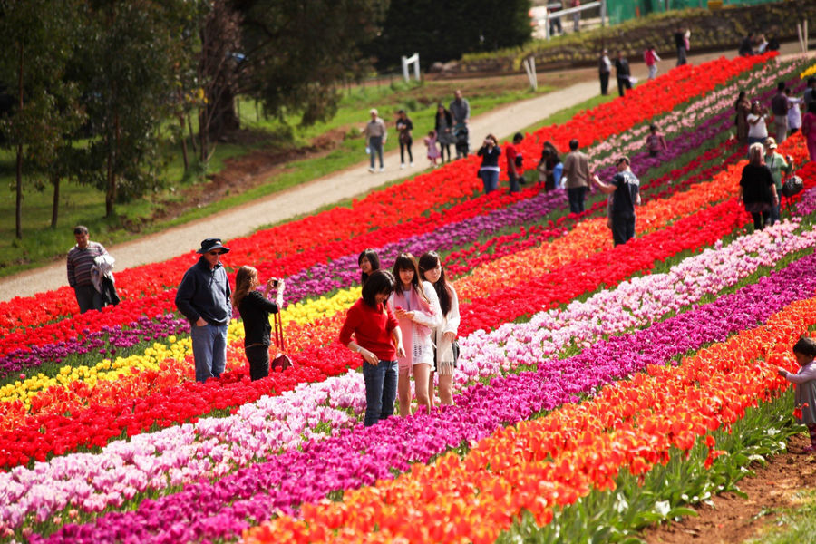 Festival In Kashmir