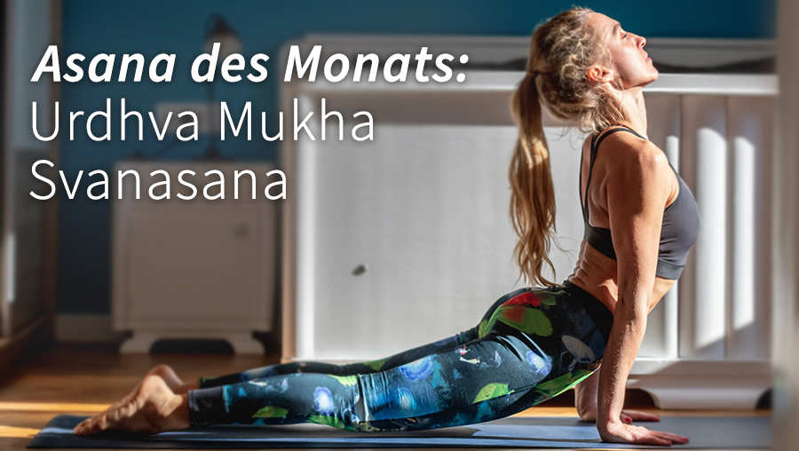 Asana des Monats: Der heraufschauende Hund