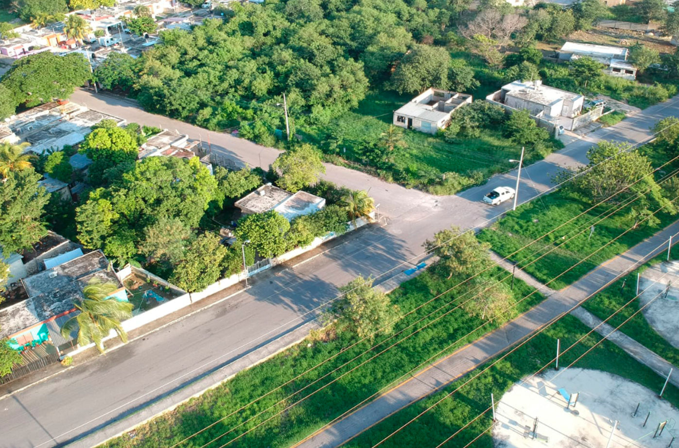 Captura de Piñuela Fruto de piñuela silvestre