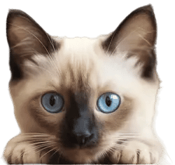 pricing cat