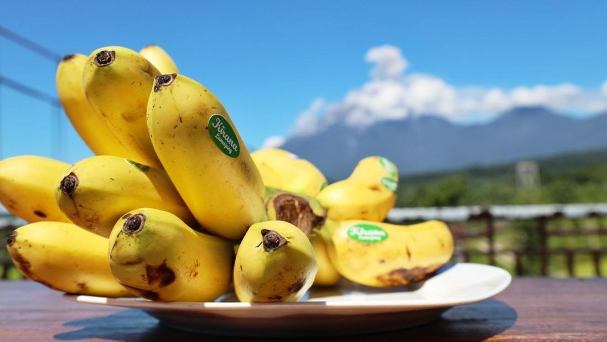 Pisang Mas Kirana: Buah Khas Lumajang yang Mendunia dan Bernilai Ekonomi Tinggi
