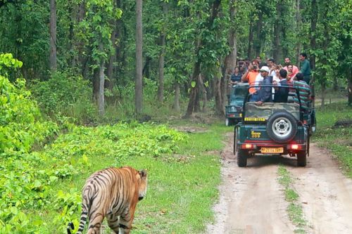 bandipura-national-park