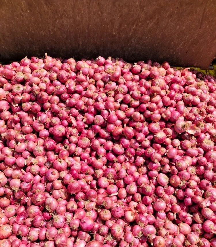 Red Onions