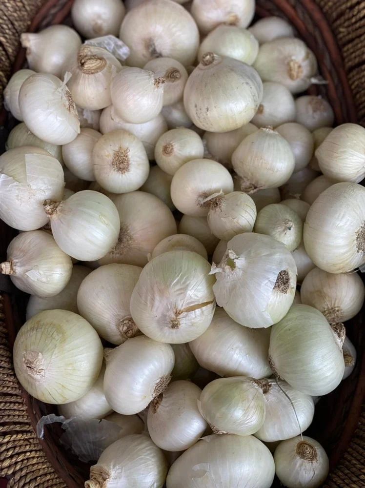 Onion Harvest