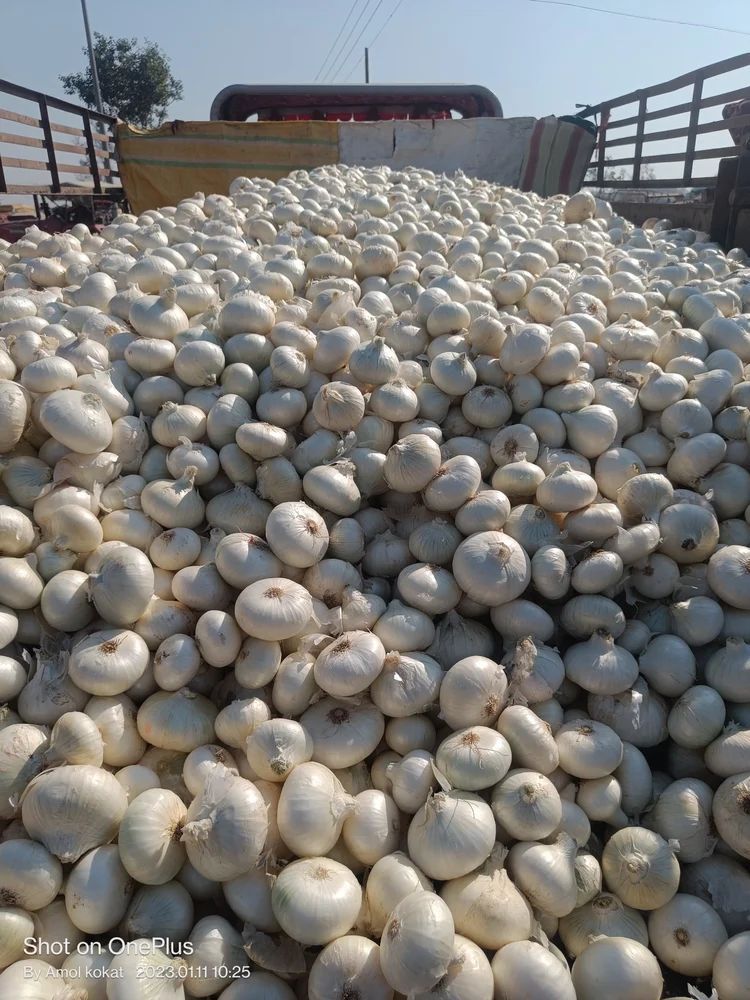 Fresh Onions