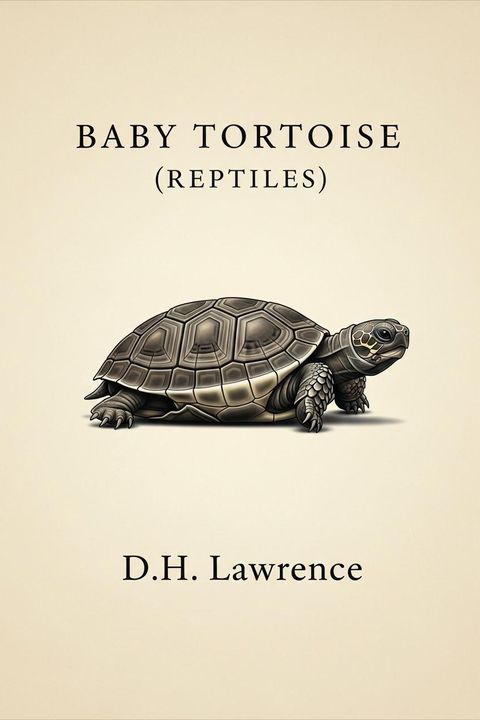 Baby Tortoise (Reptiles)