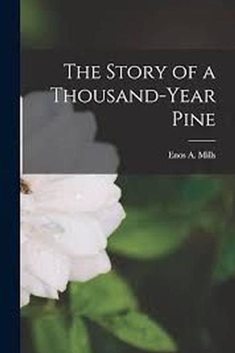 The Story of a Thousand-Year Pine