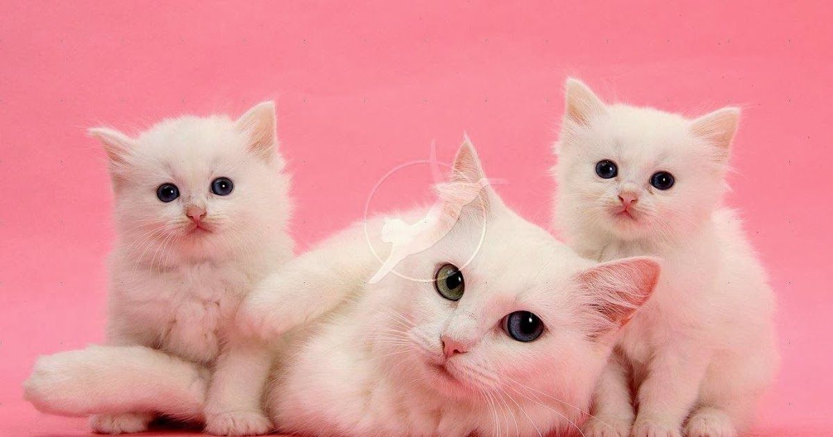 46 Gambar Kartun Kucing Lucu Untuk Wallpaper Hp