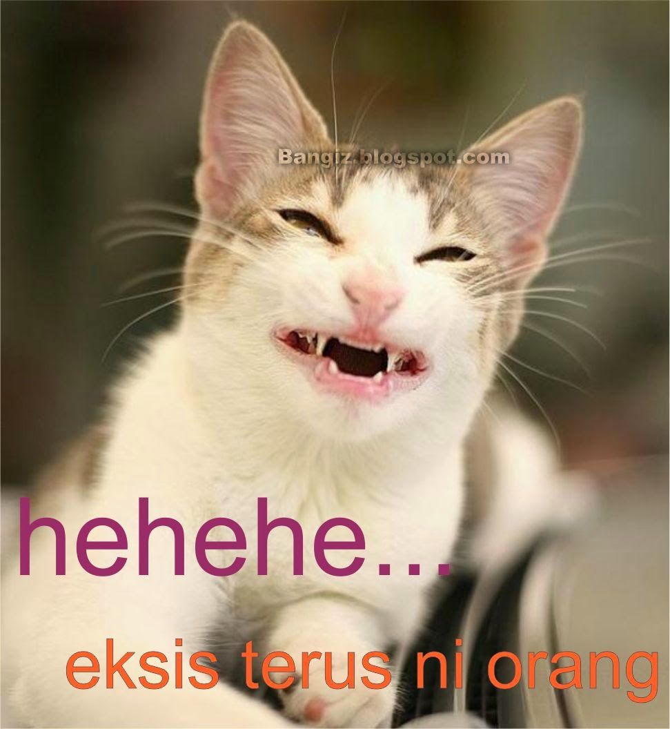 33 Gambar Kucing Lucu Meme