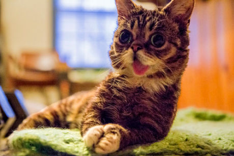 Gambar Kucing Lucu Berduaan