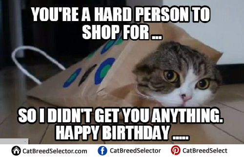 30 Happy Birthday Meme Cat