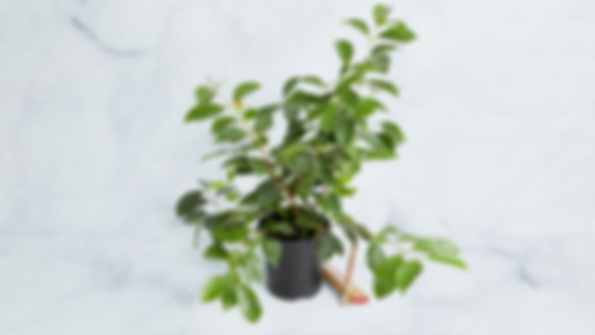 Planta frutal: Guava cherry