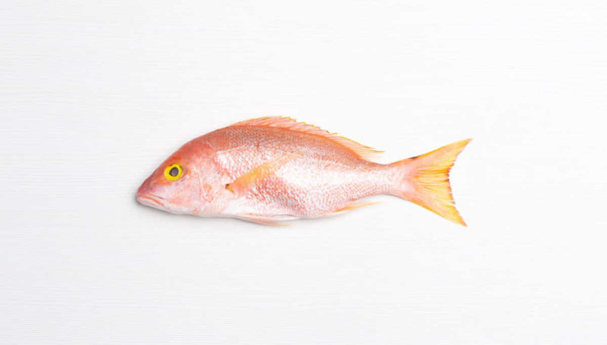 Whole Caribbean Red Snapper 2.5 - 3 Lb. Avg(1-3 Fish)