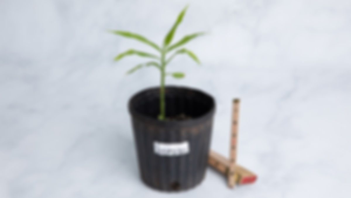 Planta huerto: jengibre