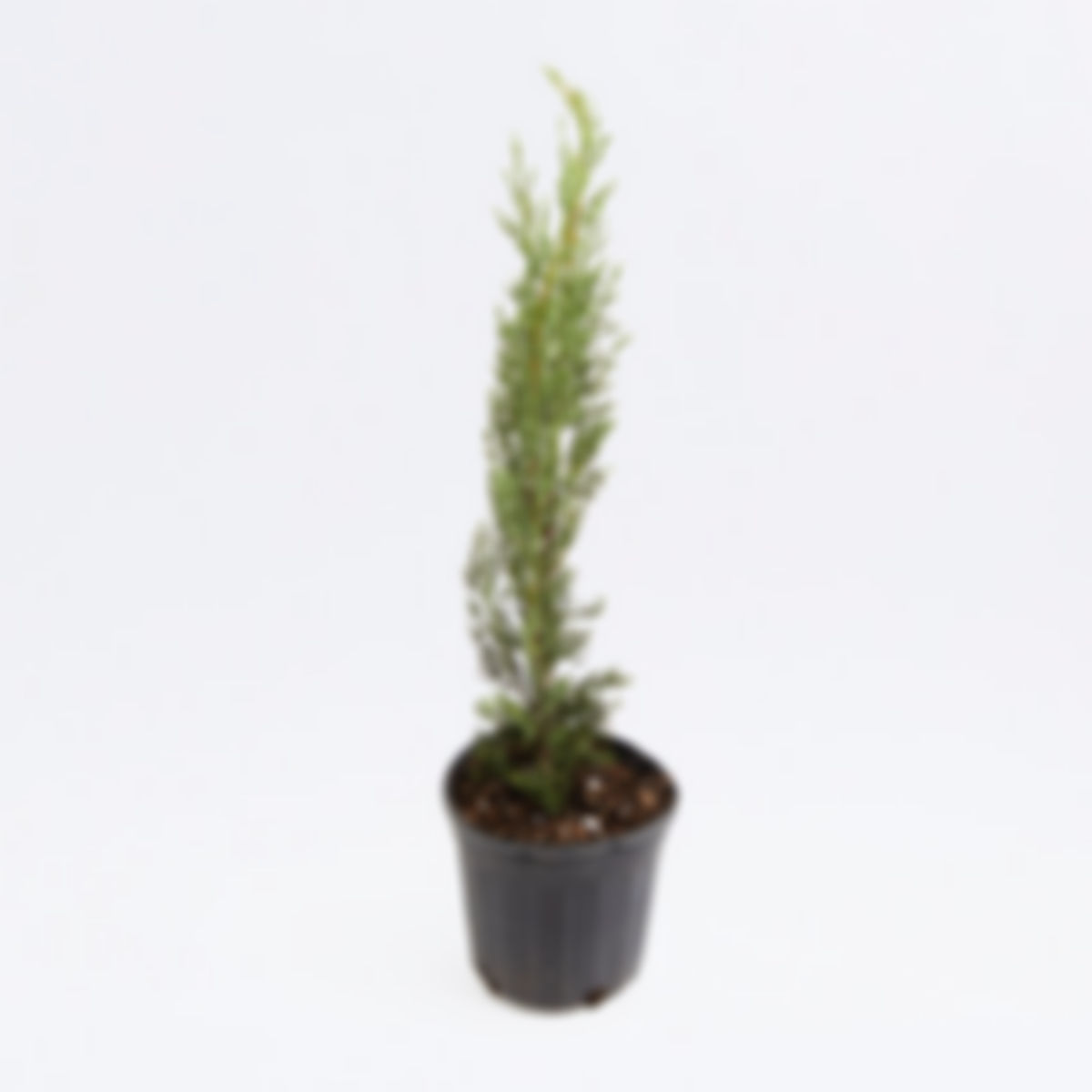 Planta ornamental: ciprés italiano